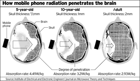 how mobile phone radiation penetrates the brain